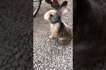 #rabbit #cute rabbit #love