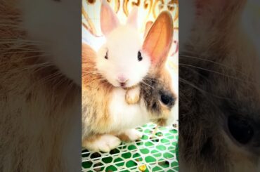 Cute Rabbit eating #shorts #cuterabbit #bunny #cute #pets #petrabbit #animals #cuteanimals #funny