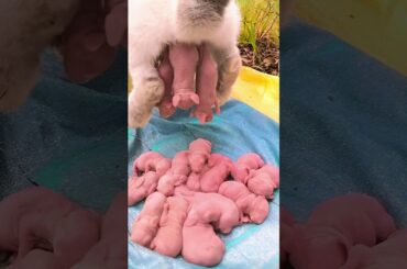 Rabbit growth - Baby rabbits grow up day by day #shorts #animals