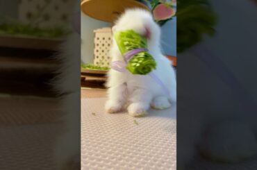 Cute bunny  #baby bunny #baby rabbit #cute bunny #funny bunny #funnyvideo