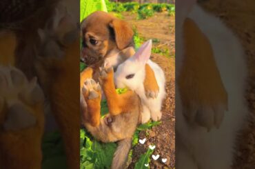 The cute little rabbit and puppy are good friends #cutepet #cute #rabbit#dog #puppy