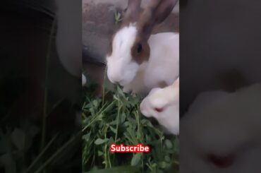 Cute rabbit #viralvideo #shortvideo #animals