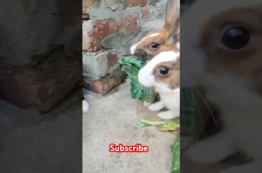 Cute rabbit #viralvideo #shortvideo #animals