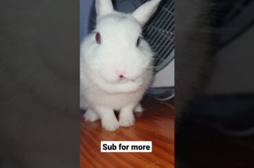 My cute bunny eating time #shorts