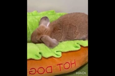 Cute rabbit #bunny #animals #funny #pet cute ##youtubeshorts