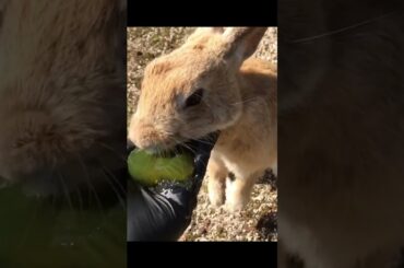 Bunny with her face in the jelly