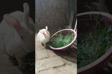 #rabbiteatinggreengraas #rkpetrabbit #viralvideo #cute #bunny #doobaghass #rabbitshortvideo