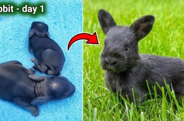 Cutest baby rabbits grow up [ 1 to 19 days ]