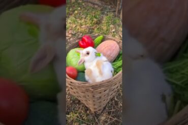 #cute #bunny #pets #shorts