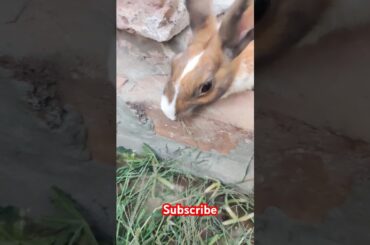 Cute rabbit #viralvideo #shortvideo #animals