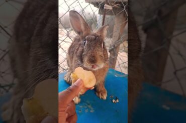 Cute bunny.#bunny #rabbit #trending #asmr #cutepet #rabbitt #mammal #beautiful #cute #houserabbit