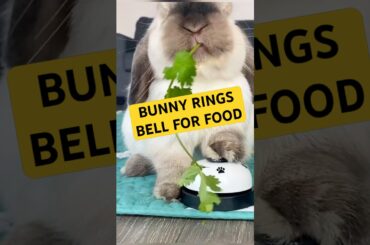 Rabbit RINGS BELL requesting food from human! #rabbit #bunny #cuteanimal