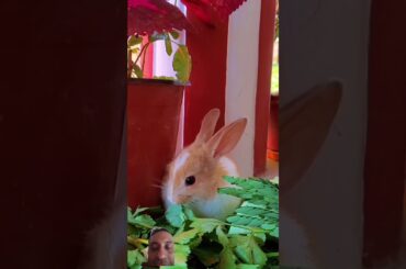 So cute rabbit #rabbit #cute #pets #animals #shorts #ytshorts