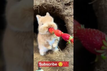 cute rabbit eating storbrea.. #rabbit #bunny #animals