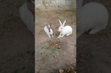 CUTE RABBIT EATING  #shorts