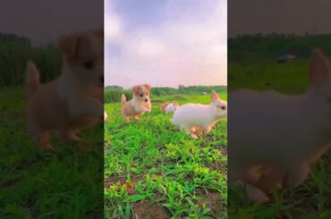 Cute little bunny and puppy #cute #bunnys #cuteanimal #rabbit #cutepet #animals #pets