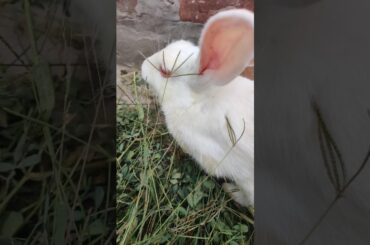 Cute rabbit #viralvideo #shortvideo #animals