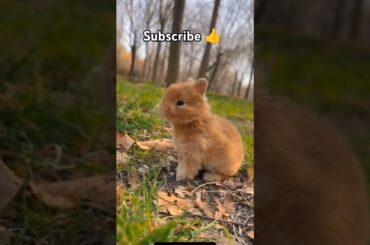 #cute #rabbit #shortvideo