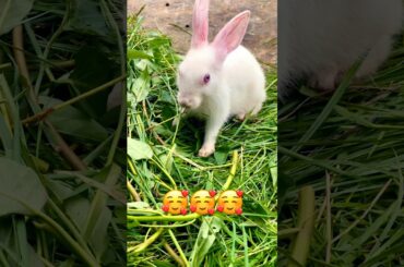 Most Cute Rabbit Baby Eating and Playing Activities | Cute Animals #shorts #rabbit #pets #animals