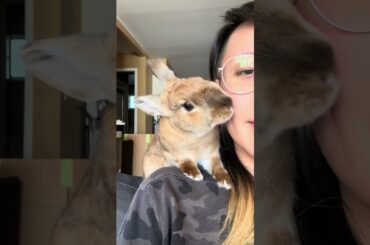 RADAGON THE BUN | Please remove accessories #cute #bunny #rabbit #shorts