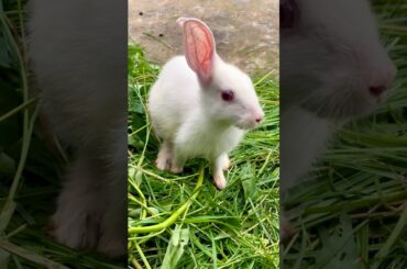 Most Cute Rabbit Baby Eating and Playing on Grass #rabbit #bunny #cute #pets #animals