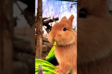 cute rabbit..#rabbit #petrabbit #bunny