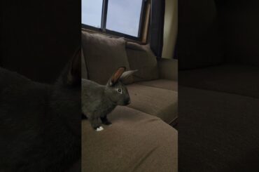 Baby Rabbit is excited to enter new week, #rabbits #pets #rabbitsbaby #babybunny