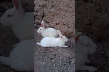 Bunny #viralvideo  #rabbit  #shortvideo  #cute  #rabbit  #trending  #shortsfeed  #viralshorts  #yt