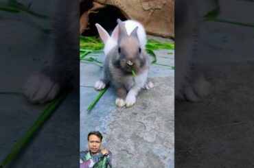 #bunny #rabbit #animals #cute #pets #fruit #cutebaby #rabit #rabits #pet