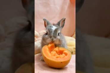 Little #rabbit eats papaya and is cute. Rabbit. Little #cute #pet in #rabbithouse #cutebunny #bunny
