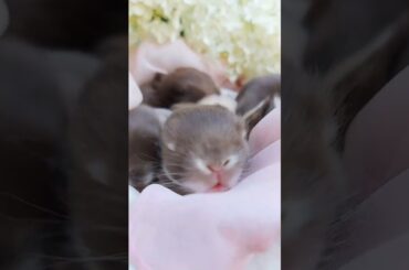 Cute Rabbit #punjabisong #youtubeshorts #shorts