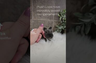 Beautiful Plush Lop Baby Bunny #lopbunny #bunny #plushies #pets #lopsofluv #loprabbit #cute #animal