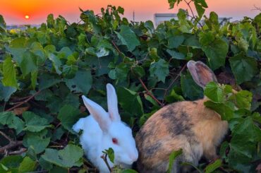 Cute Animal Rabbits as Pets Video | Rabbit Farming | Cute Bunny | Cute Birds Pets Aviary | Rabbit