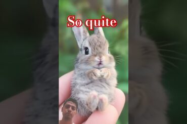 #cute #rabbit #animals #pets so quite