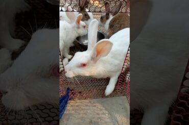Cute rabbit video#short#shortvideo