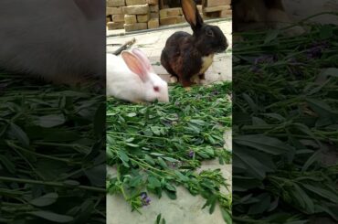 A-cute rabbit #shorts  #rabbit #bunny