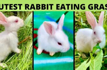 Cutest Rabbit Baby Eating and Playing | Cute Bunny Babies | Cute Animal Videos
