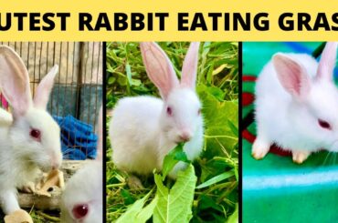 Live!!!  Cutest Rabbit Baby Eating and Playing | Cute Bunny Babies | Cute Animal Videos