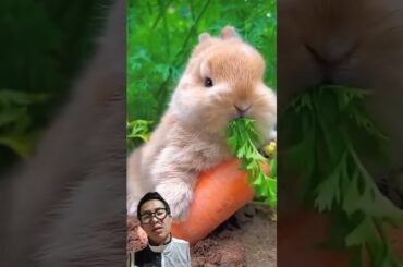 Cute rabbit eating #shorts #rabbit #viralvideo