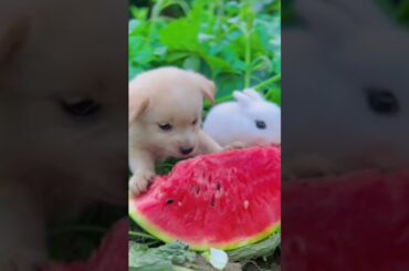 so cute bunny & puppy #happycute