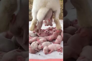 Rabbit Growth - Baby Rabbit Growing 1 To 16 Days #animals