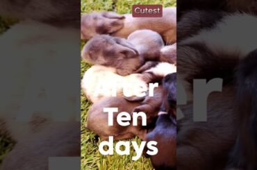 Rabbit Growth - Baby Rabbits #shorts #cute #bunny #trending