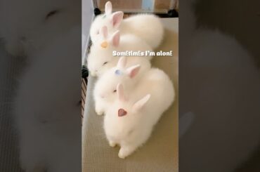 Sometimes I'm alone - Baby Bunny Edition #bunnies #cutebunnies #funnybunny #funnyvideos #baby bunny
