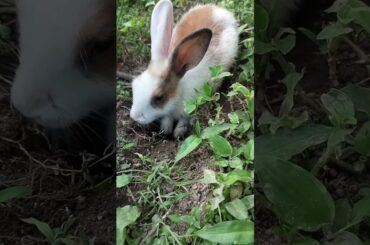 #cute #rabbit #short