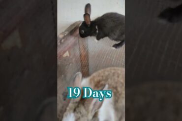 Cute Bunny Baby 19 Days #rabbit #growth #viralvideo #trending #cuteanimal #shortfeed #shorts #vlog