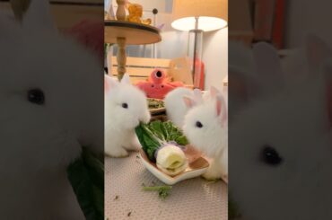 Cute Bunnies #baby bunny # baby rabbit # cute bunny # funny bunny #funny videos