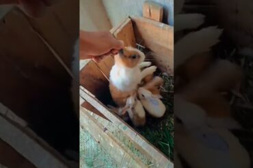 A cute little rabbit is cute. Rabbit. A cute little cute pet in the countryside.