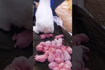 Cute bunny | Baby rabbit growth video #animals #rabbit #shorts