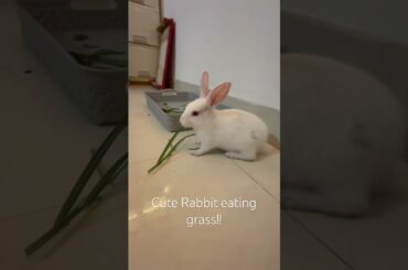 Cute rabbit #speedup #childrenssong #comedyvideo #comedy #comedyshorts #comedyvideos #comedia #yt