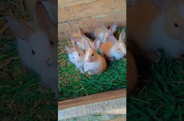 Have you ever seen such a small rabbit? Cute cute rabbit. Cute pet debut plan